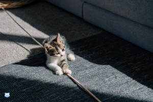 Comment utiliser le Matatabi pour le bien-être de votre chat ?