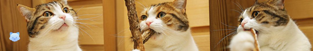 Qu’est-ce que le Matatabi ? Tout savoir sur cette plante pour chats
