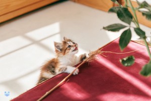 Matatabi ou Cataire (catnip) : Quelle herbe à chat choisir pour votre félin ?