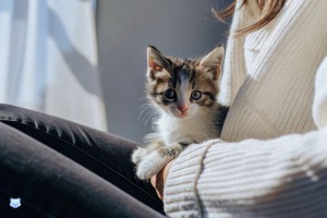 Où acheter du Matatabi de qualité en France ?