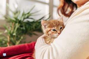 Qu’est-ce que le Matatabi ? Tout savoir sur cette plante pour chats